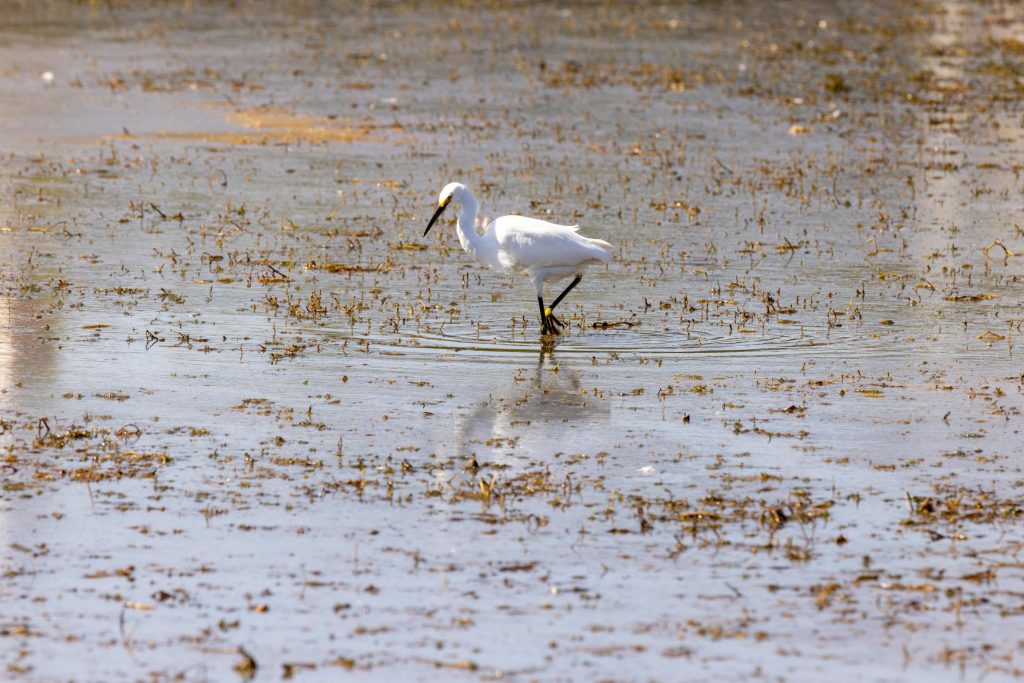 Fauna marina Delta del Ebro