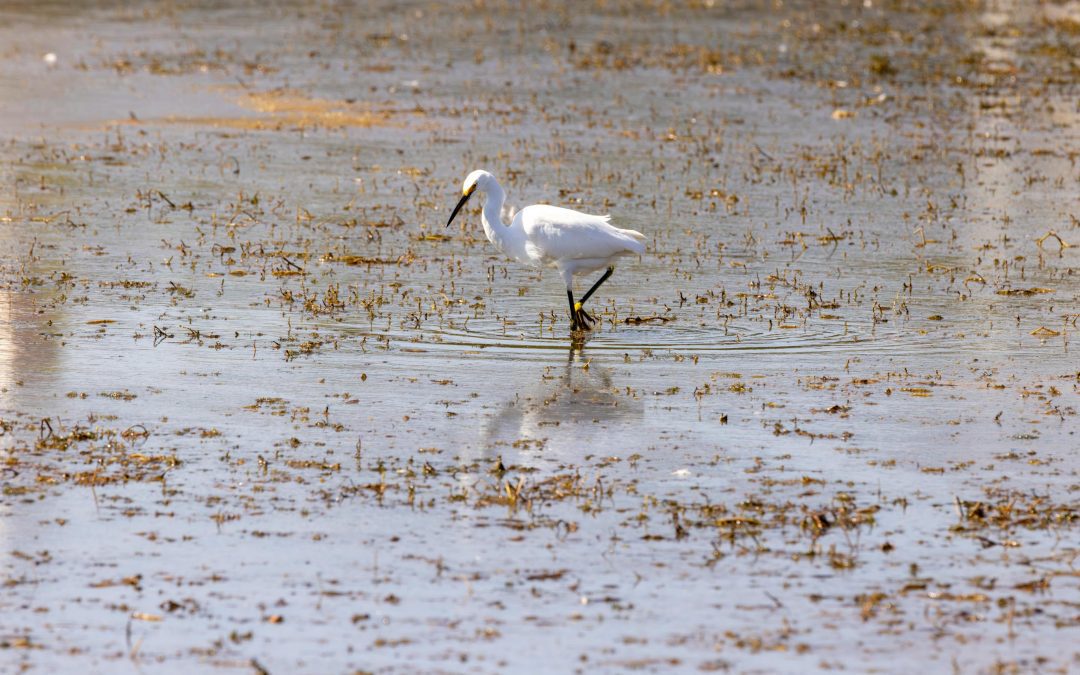 Rutas en barco para descubrir la fauna marina del Delta del Ebro