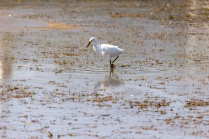 Fauna marina Delta del Ebro